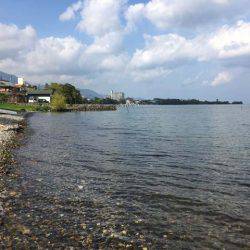 湖西のホンモロコ&コアユ釣り