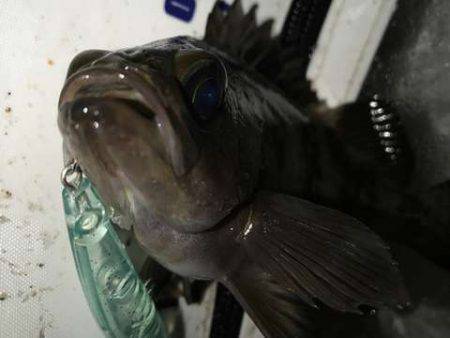 サーフメバリング