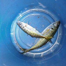 アジアジアジング