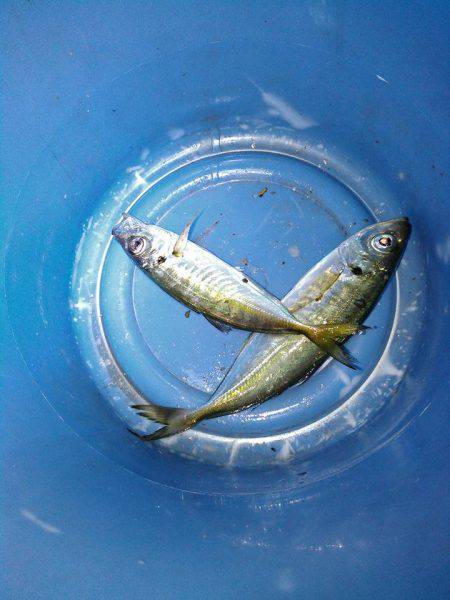 アジアジアジング