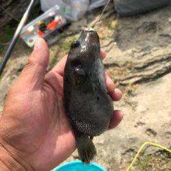 フカセでダツ他色とりどり！