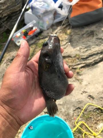 フカセでダツ他色とりどり！