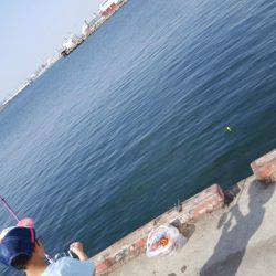 子供とサビキ釣り♪