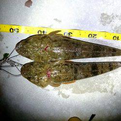 お魚のブルブル感