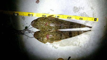 お魚のブルブル感