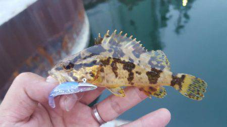 ライトワインド