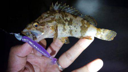 ライトワインド