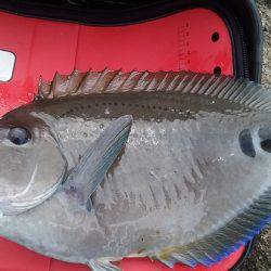 フカセ釣りでグレ・イサキ