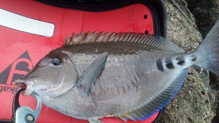 フカセ釣りでグレ・イサキ