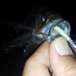 メバリング～！！