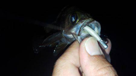 メバリング～！！