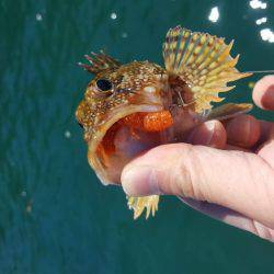 マイボートエギング