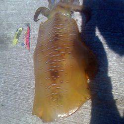 岬町で春アオリ2.67kg