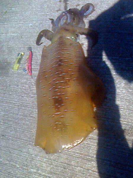 岬町で春アオリ2.67kg