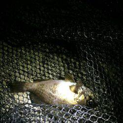 シーバスからのメバル