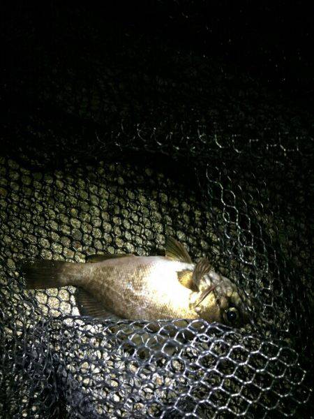 シーバスからのメバル