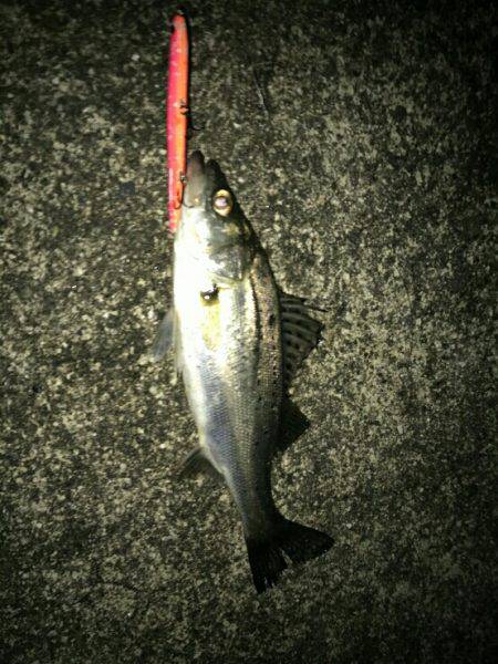 バチパターン炸裂???