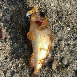 風が強かった下津周辺