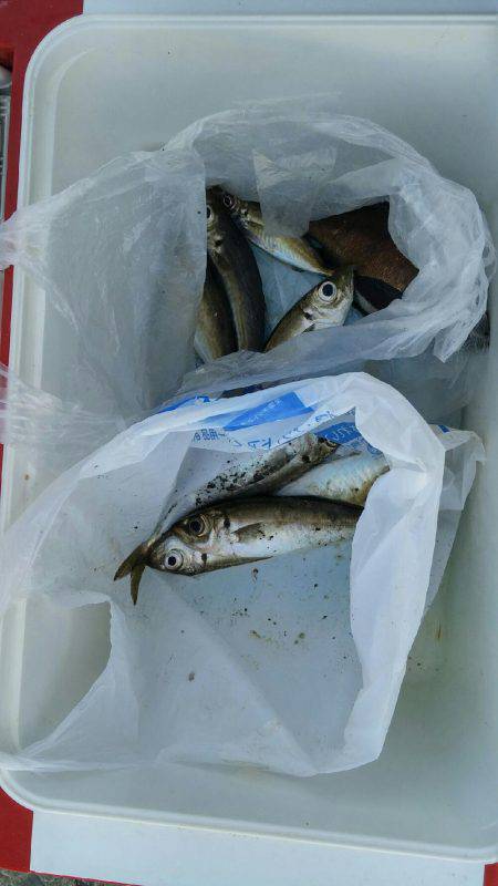 秋田市中島ふ頭でアジ