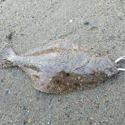 マゴチ60センチ！