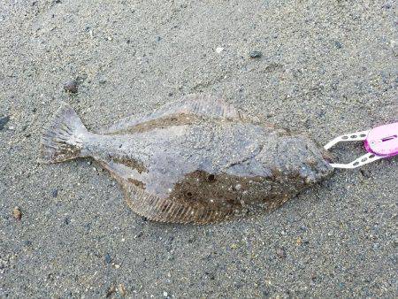 マゴチ60センチ！