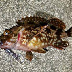 シーバス調剤師からのキビレ！