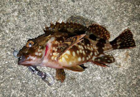 シーバス調剤師からのキビレ！