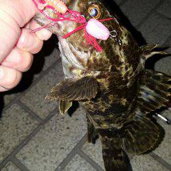 ロックロックこんばんわ‼