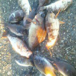 初メバル。カサゴ。