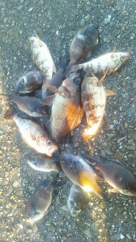 初メバル。カサゴ。