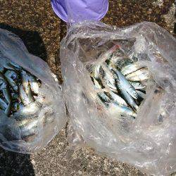 無限に豆アジ、小サバ、イワシ、たまにメバル