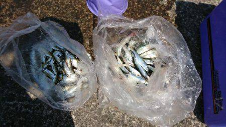 無限に豆アジ、小サバ、イワシ、たまにメバル