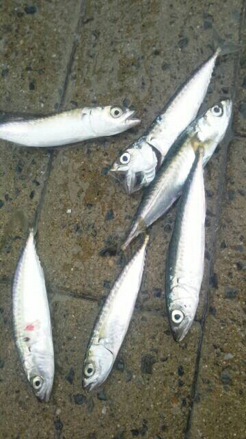 シーサイドコスモ メバル