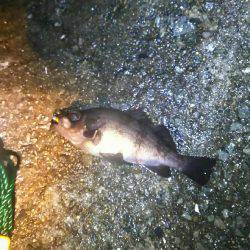 ずぶ濡れメバリング