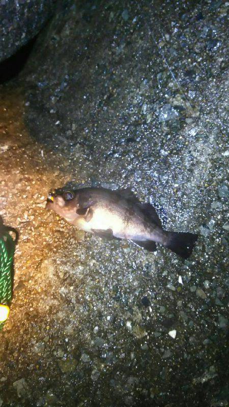 ずぶ濡れメバリング