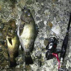 チニング釣れずメバリング