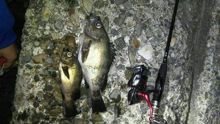 チニング釣れずメバリング