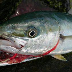 ジグでハマチ❗