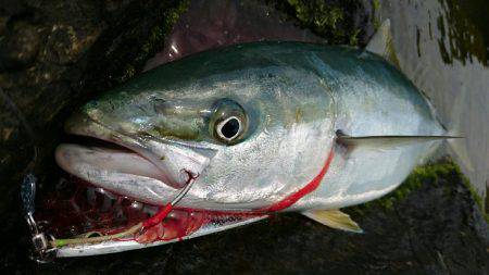 ジグでハマチ❗