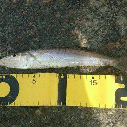 懐かしのキス釣り