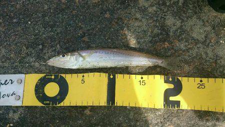 懐かしのキス釣り