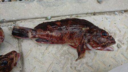 ガシラ&メバル釣行