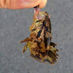 超ライトターゲット