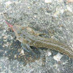 磯ノ浦でチョイ投げ。