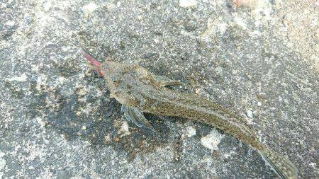 磯ノ浦でチョイ投げ。