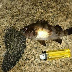 ガシラ＆メバル狙い