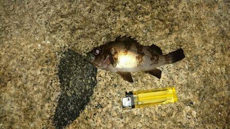 ガシラ＆メバル狙い