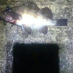 雨にもまけず。