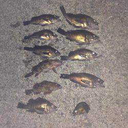 塩屋海岸でメバリング！！絶好調でした！