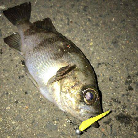 メバリング ツ抜け！